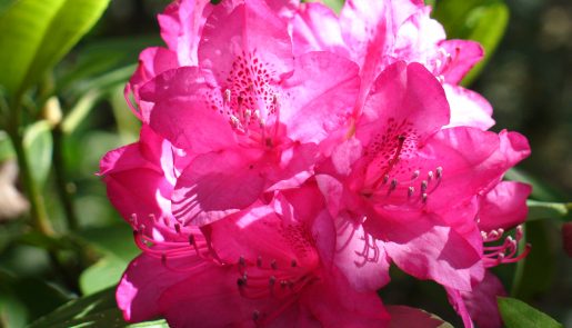 Rhododendronblüte